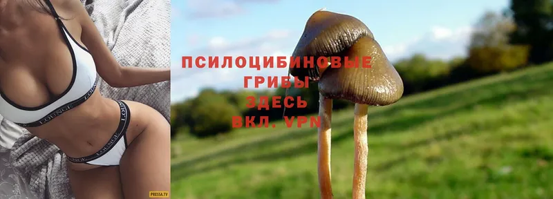 магазин  наркотиков  Кингисепп  blacksprut tor  Галлюциногенные грибы MAGIC MUSHROOMS 